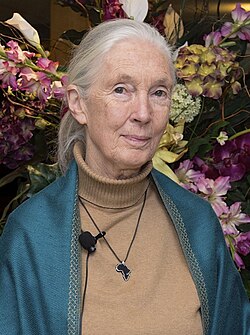 Portrait of Jane Goodall