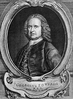 Portrait of George Edwards