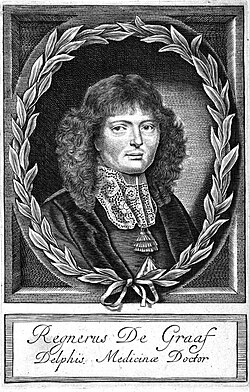 Portrait of Regnier de Graaf