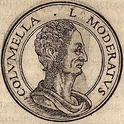 Portrait of Columella