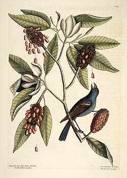 Portrait of Mark Catesby