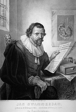 Portrait of Jan Swammerdam