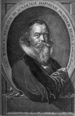 Portrait of Ole Worm