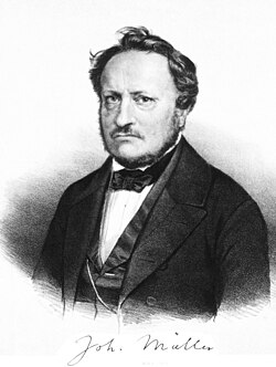 Portrait of Johannes Peter Müller